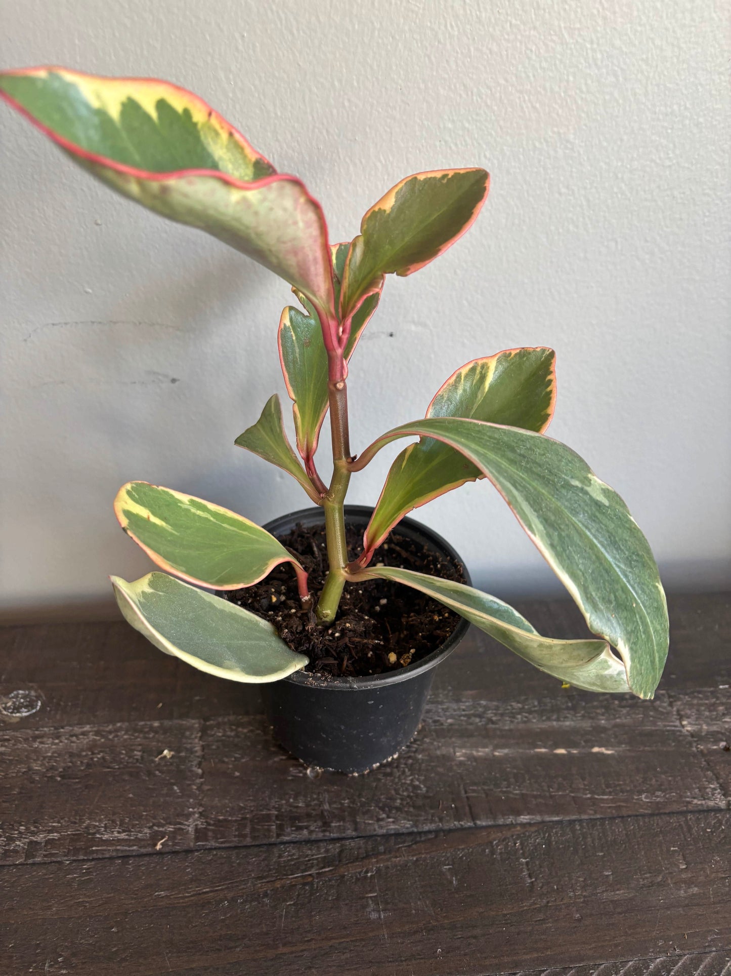 Peperomia Varieties in Nursery Pots