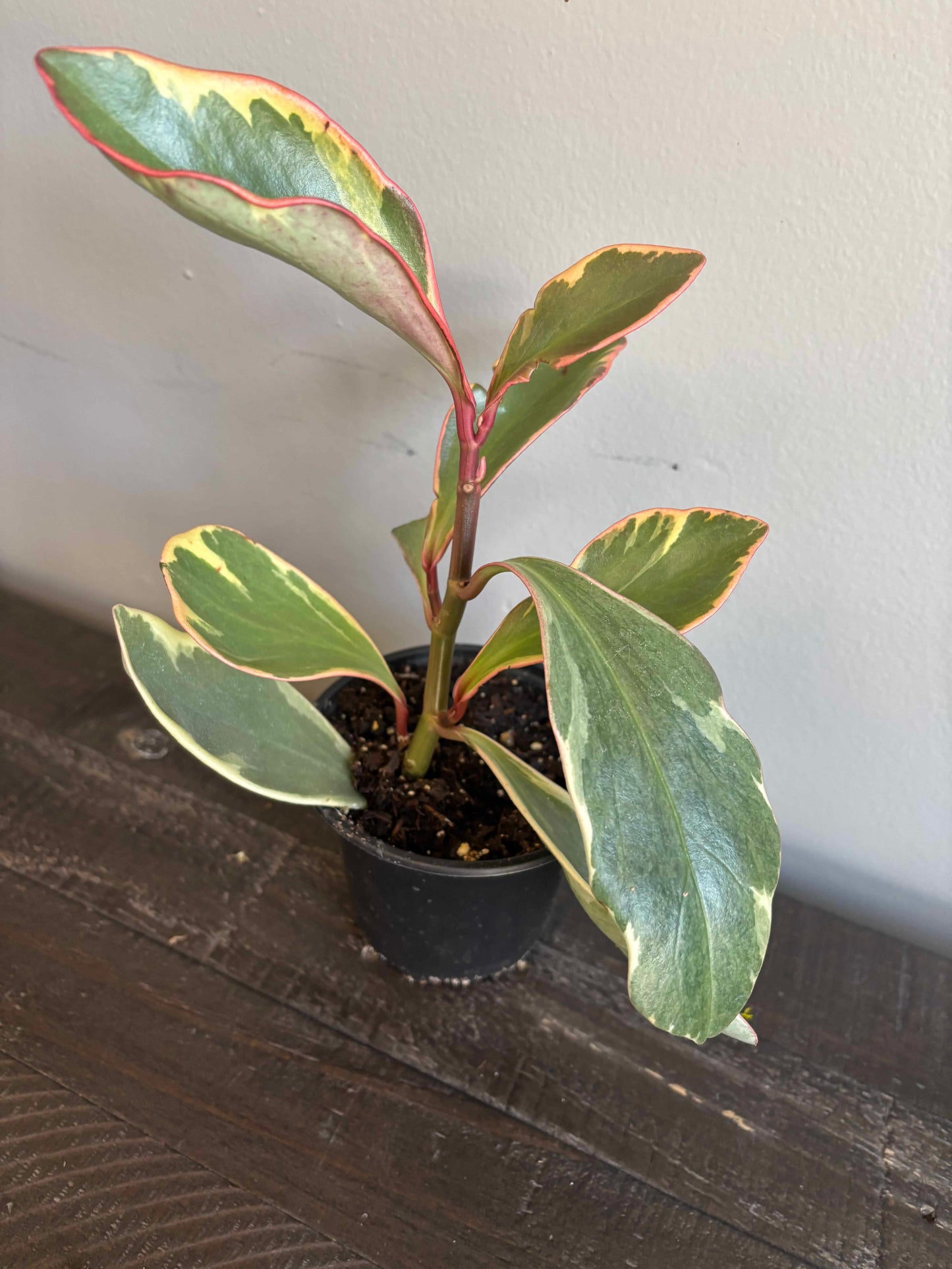 Peperomia Varieties in Nursery Pots