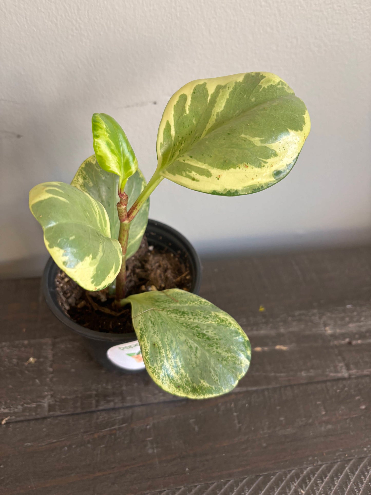 Peperomia Varieties in Nursery Pots