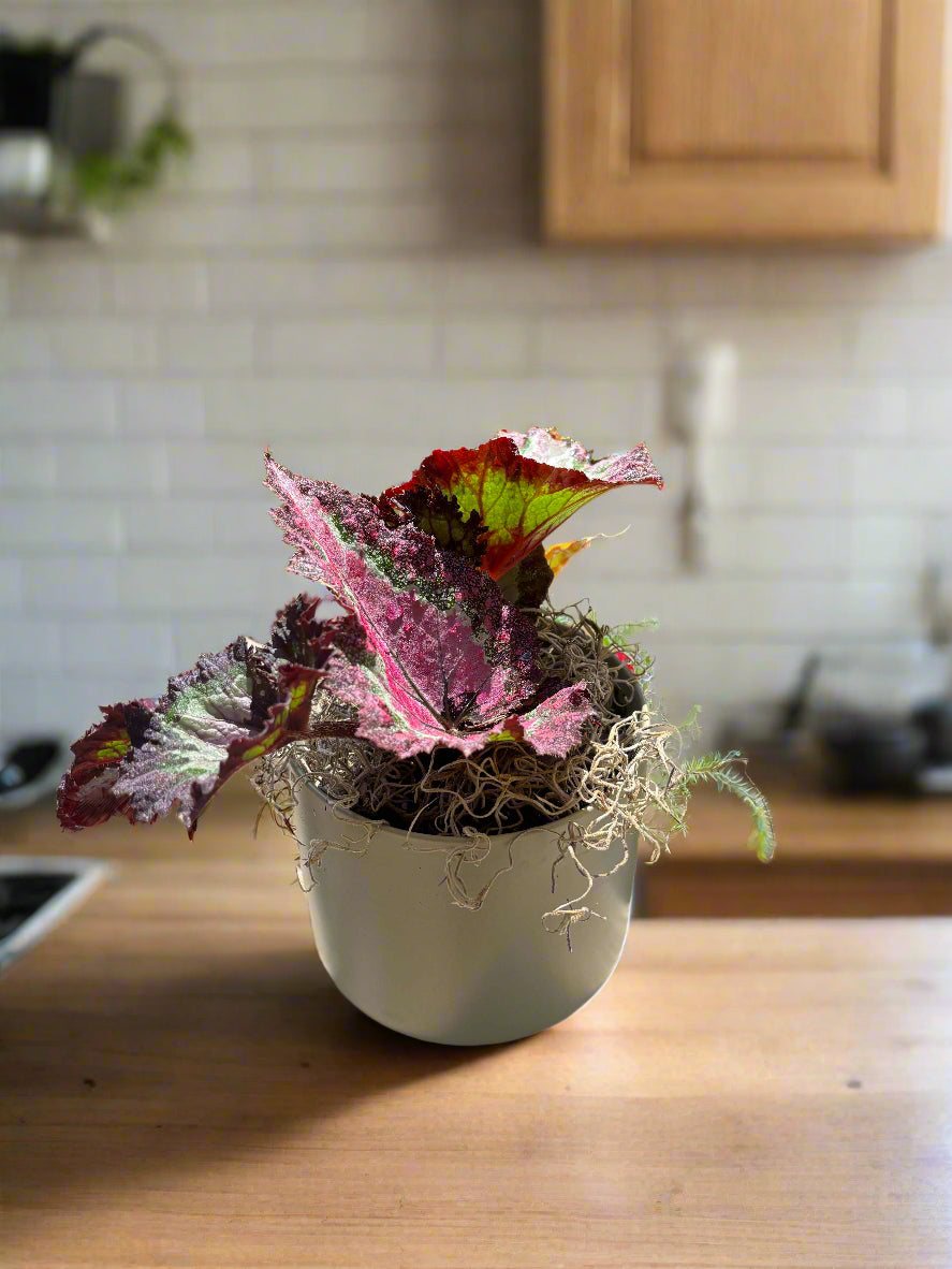 Rex Begonia Potted
