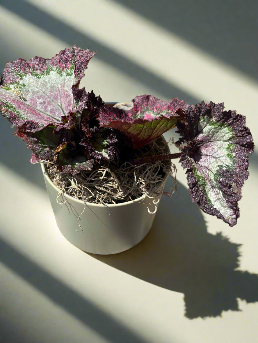Rex Begonia Potted