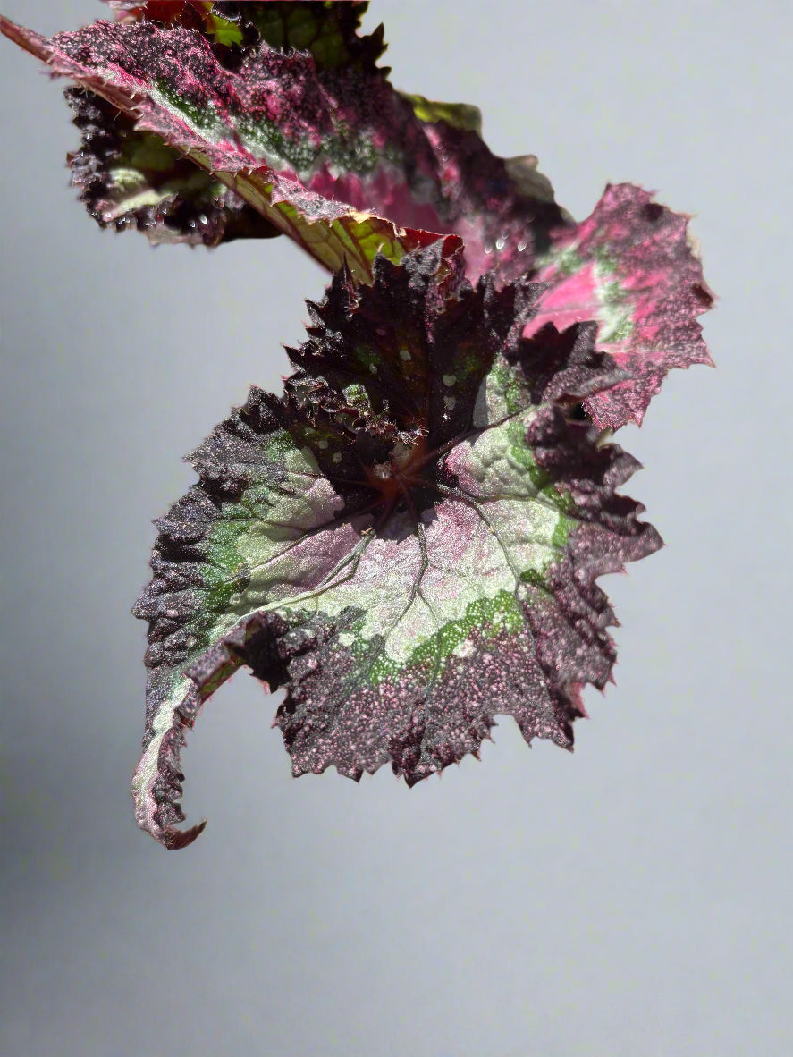 Rex Begonia Potted