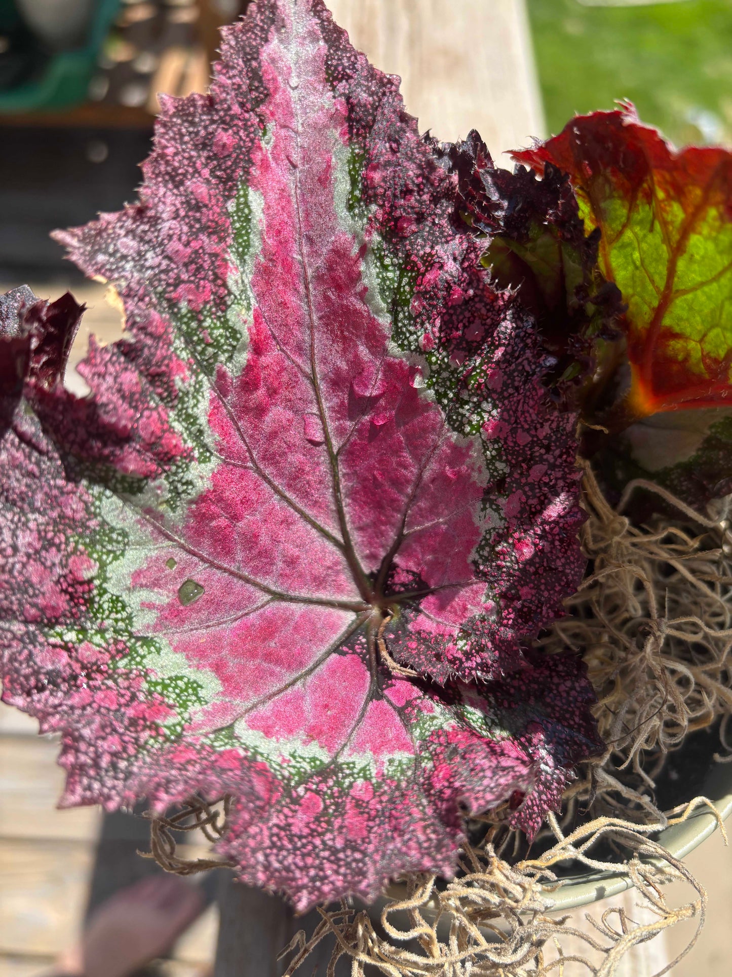 Rex Begonia Potted