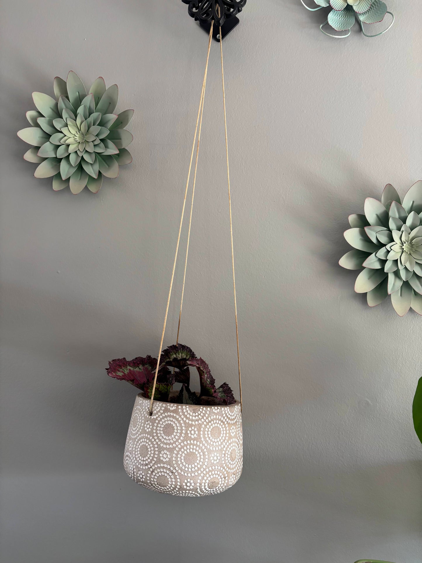 Rex Begonia in Hanging Pot