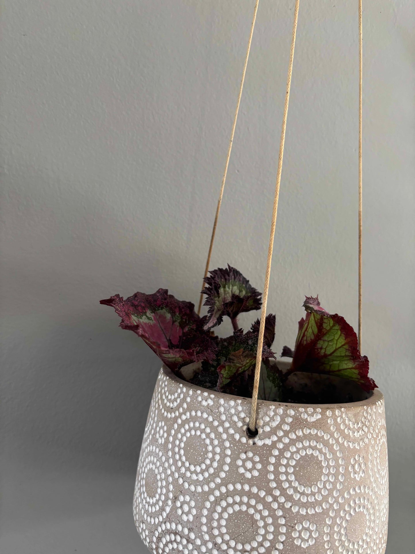 Rex Begonia in Hanging Pot