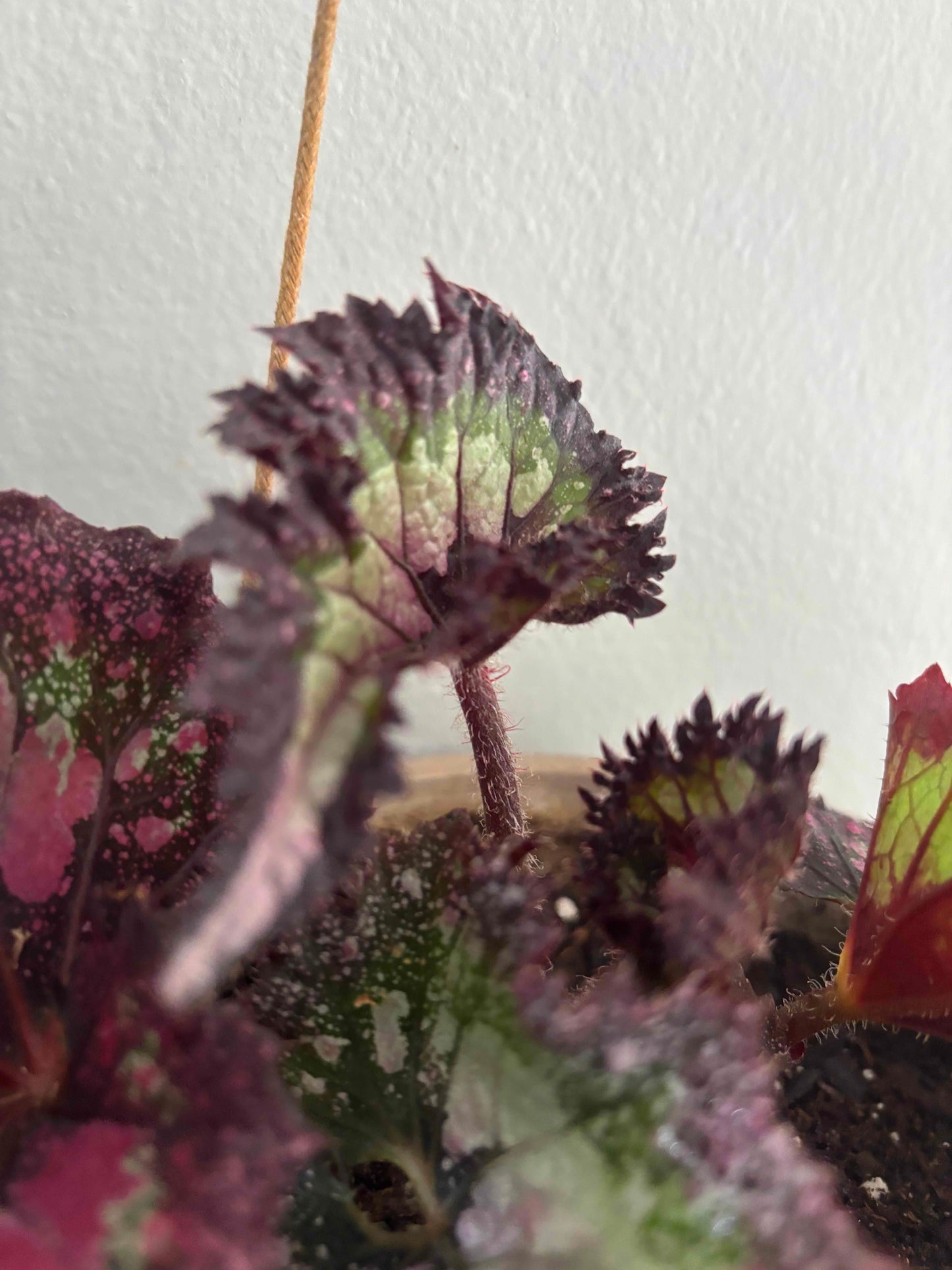 Rex Begonia in Hanging Pot