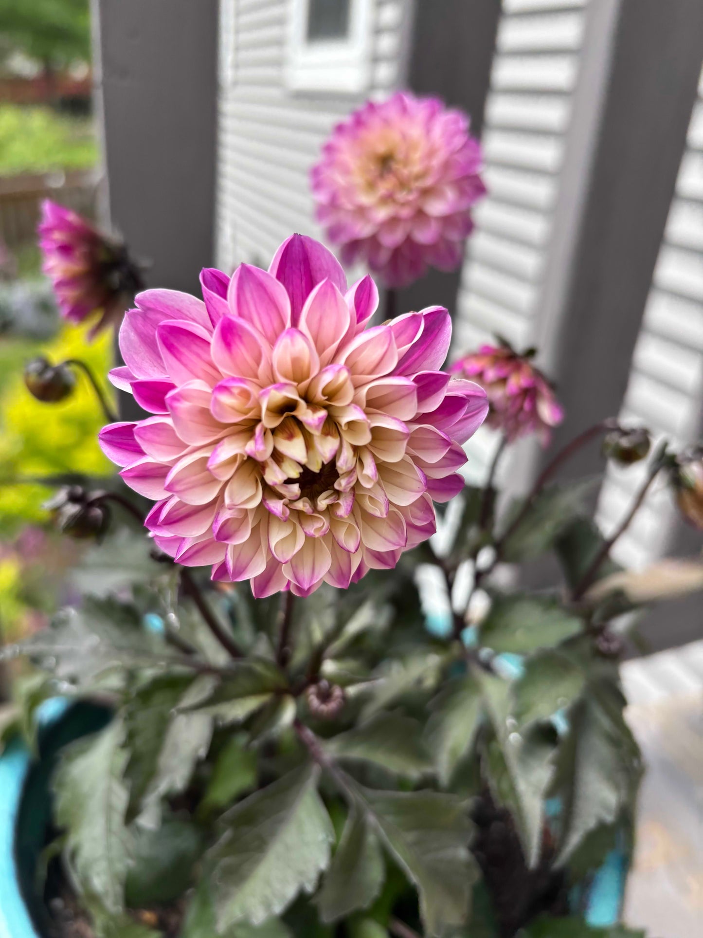 City Lights Lavender Pink Dahlia Potted Blue Ceramic Pot