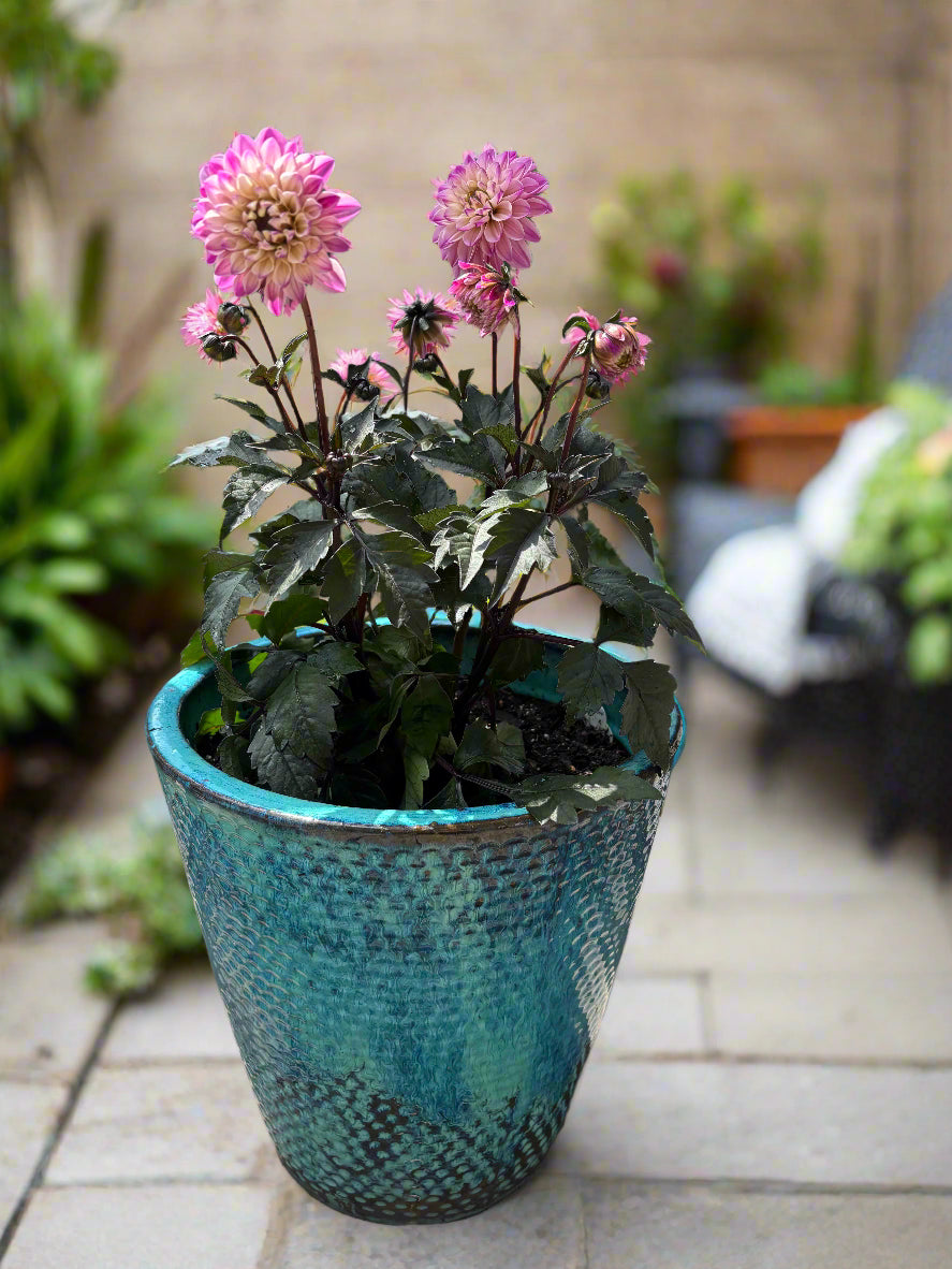 City Lights Lavender Pink Dahlia Potted Blue Ceramic Pot