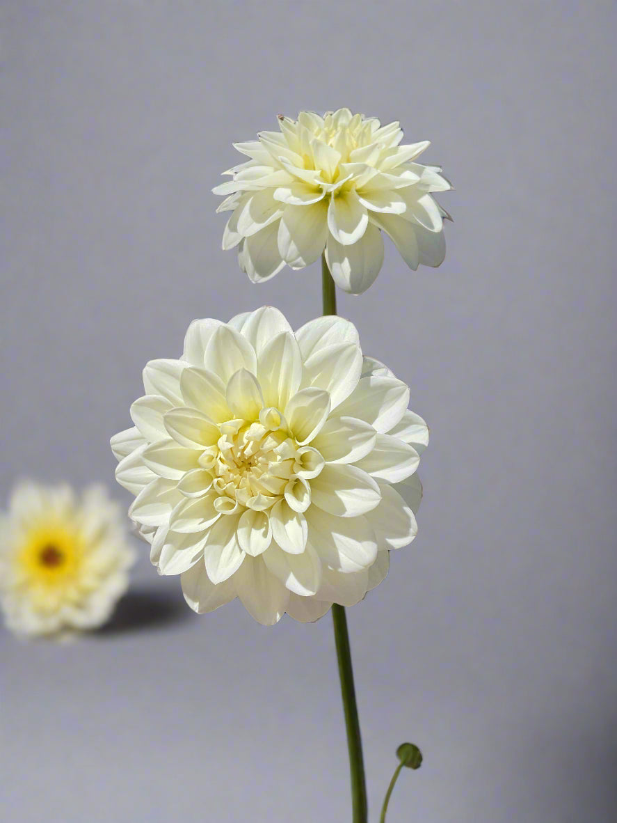 White Dahlia in Black 10 inch pot with Blue Morning Glory