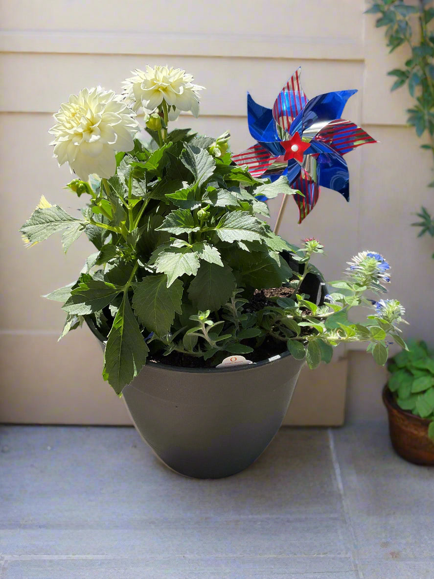 White Dahlia in Black 10 inch pot with Blue Morning Glory