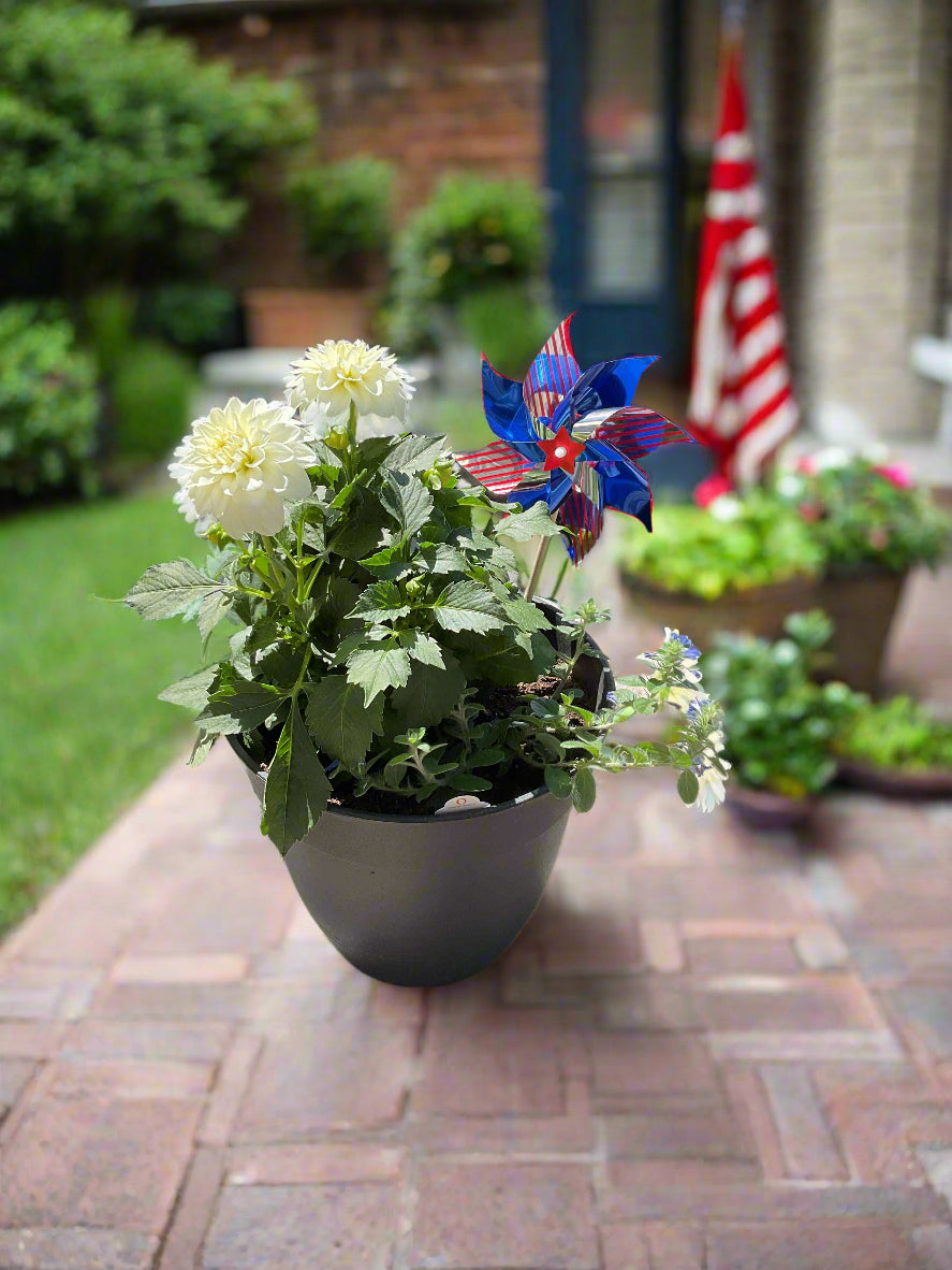 White Dahlia in Black 10 inch pot with Blue Morning Glory