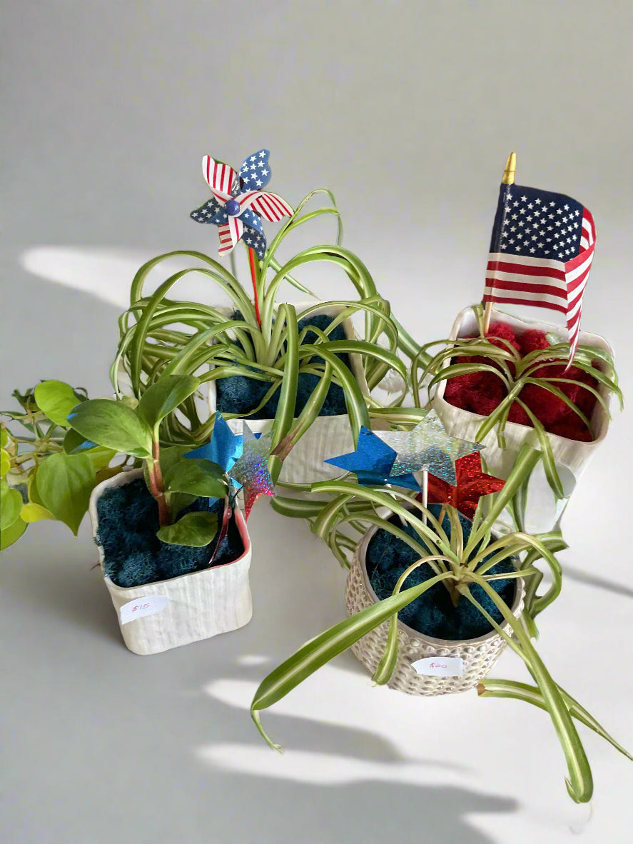 Red, White and Bloom Houseplants