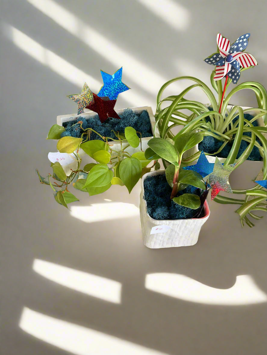 Red, White and Bloom Houseplants