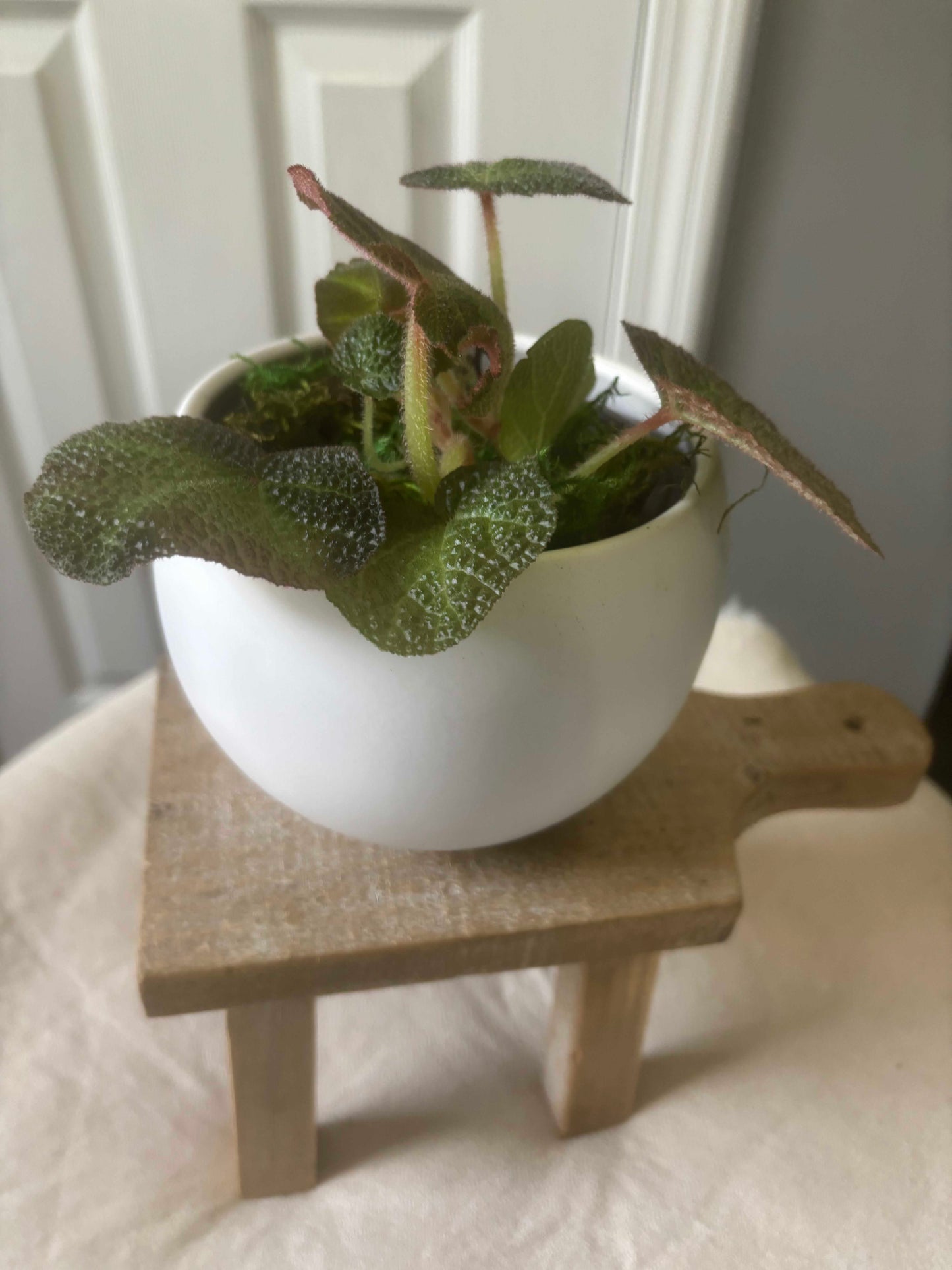 Begonia Soli-Mutata