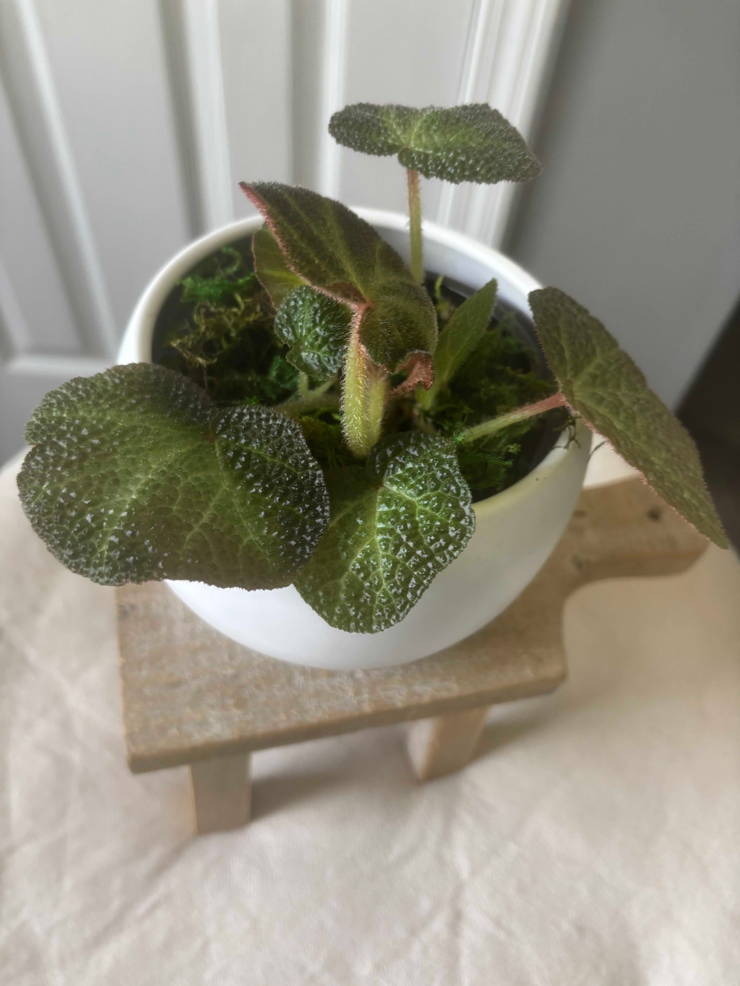 Begonia Soli-Mutata