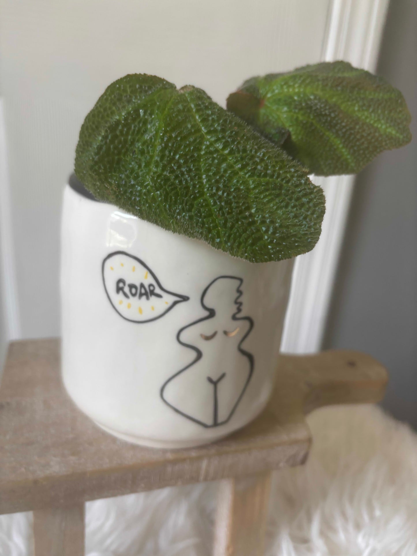 Begonia Soli-Mutata in 'Hear Me Roar' Pot