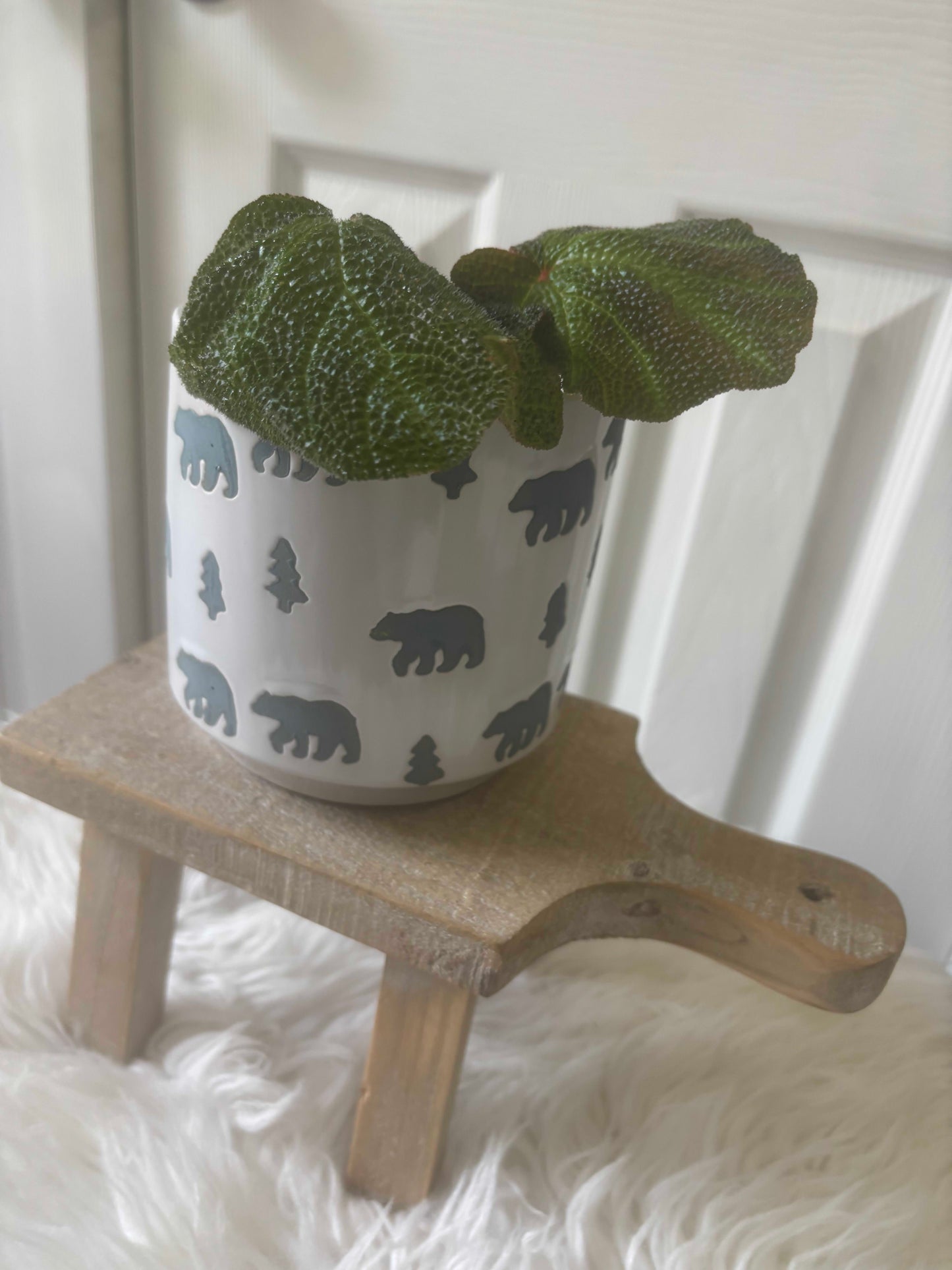 Begonia Soli-Mutata in a Grizzly Pot