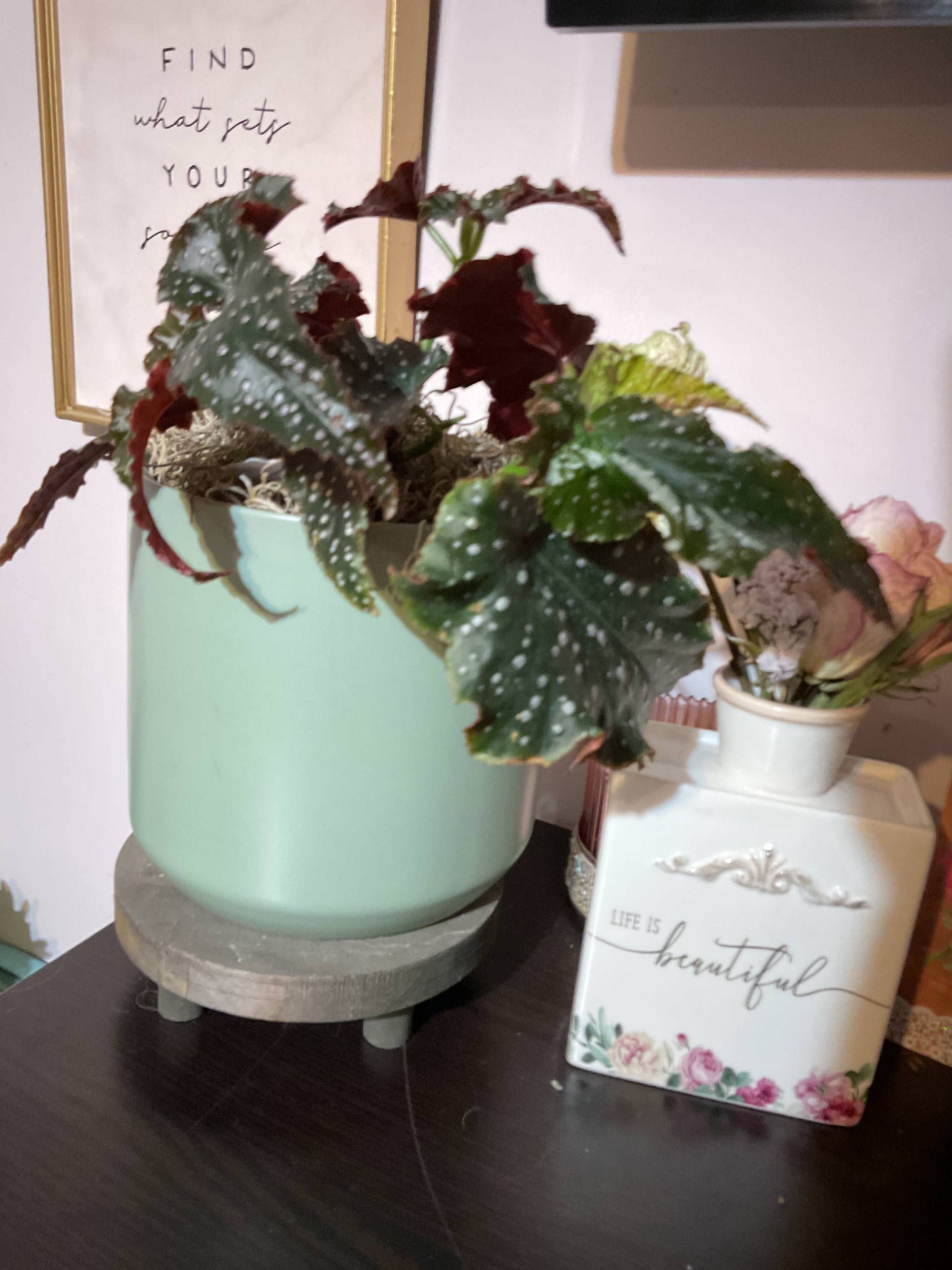 Begonia 'Fannie Moser' Angelwing