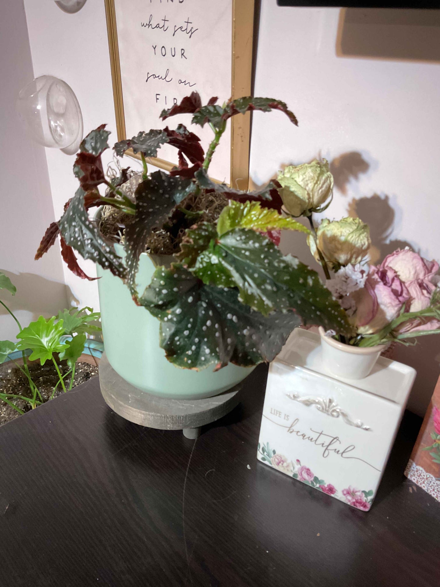 Begonia 'Fannie Moser' Angelwing