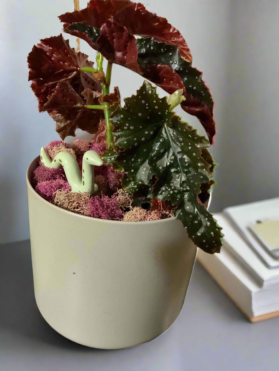 Begonia 'Fannie Moser' Angelwing