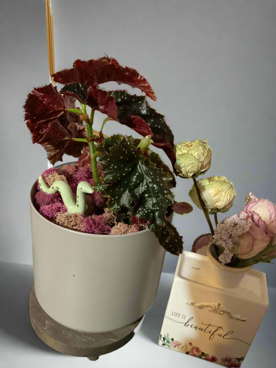 Begonia 'Fannie Moser' Angelwing