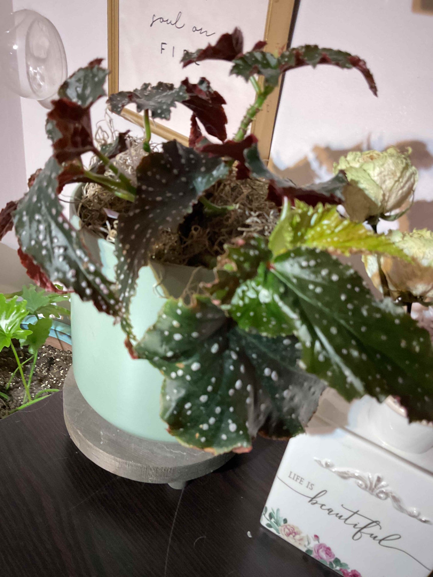 Begonia 'Fannie Moser' Angelwing