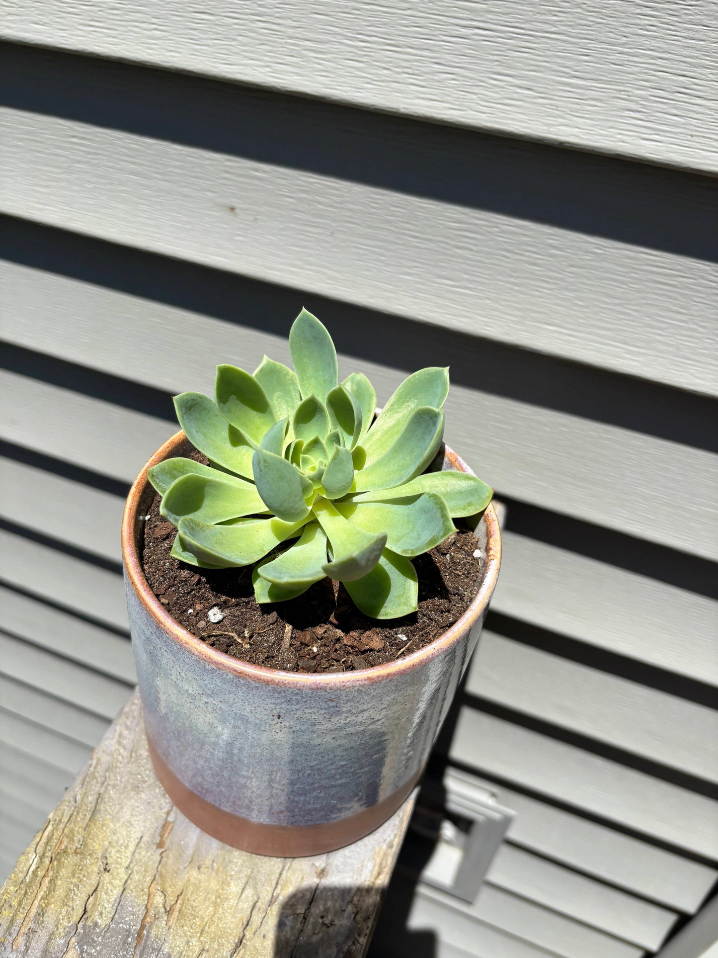 Potted Echeveria Atoll
