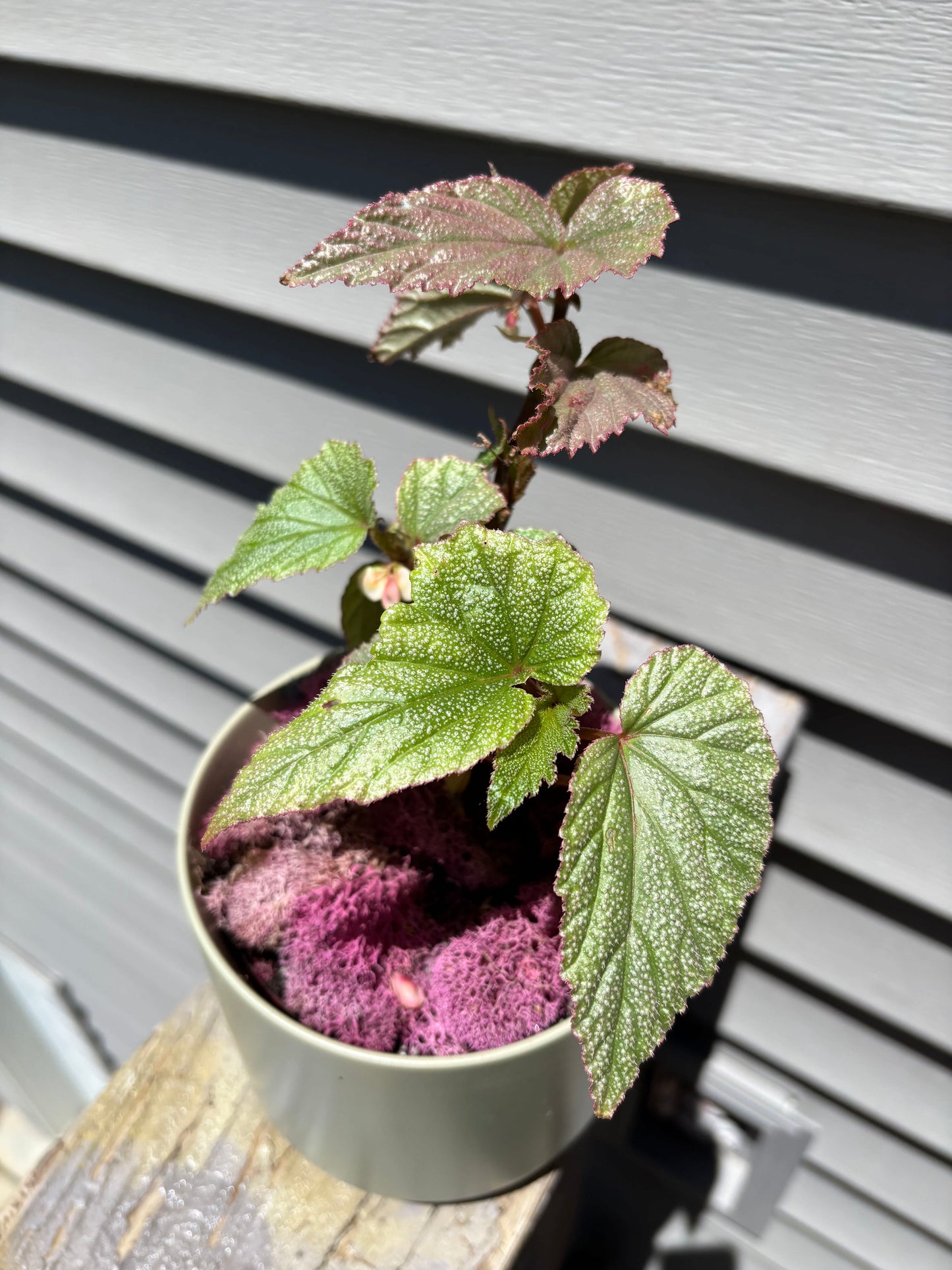Sinbed Begonia
