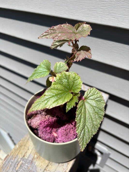 Sinbed Begonia