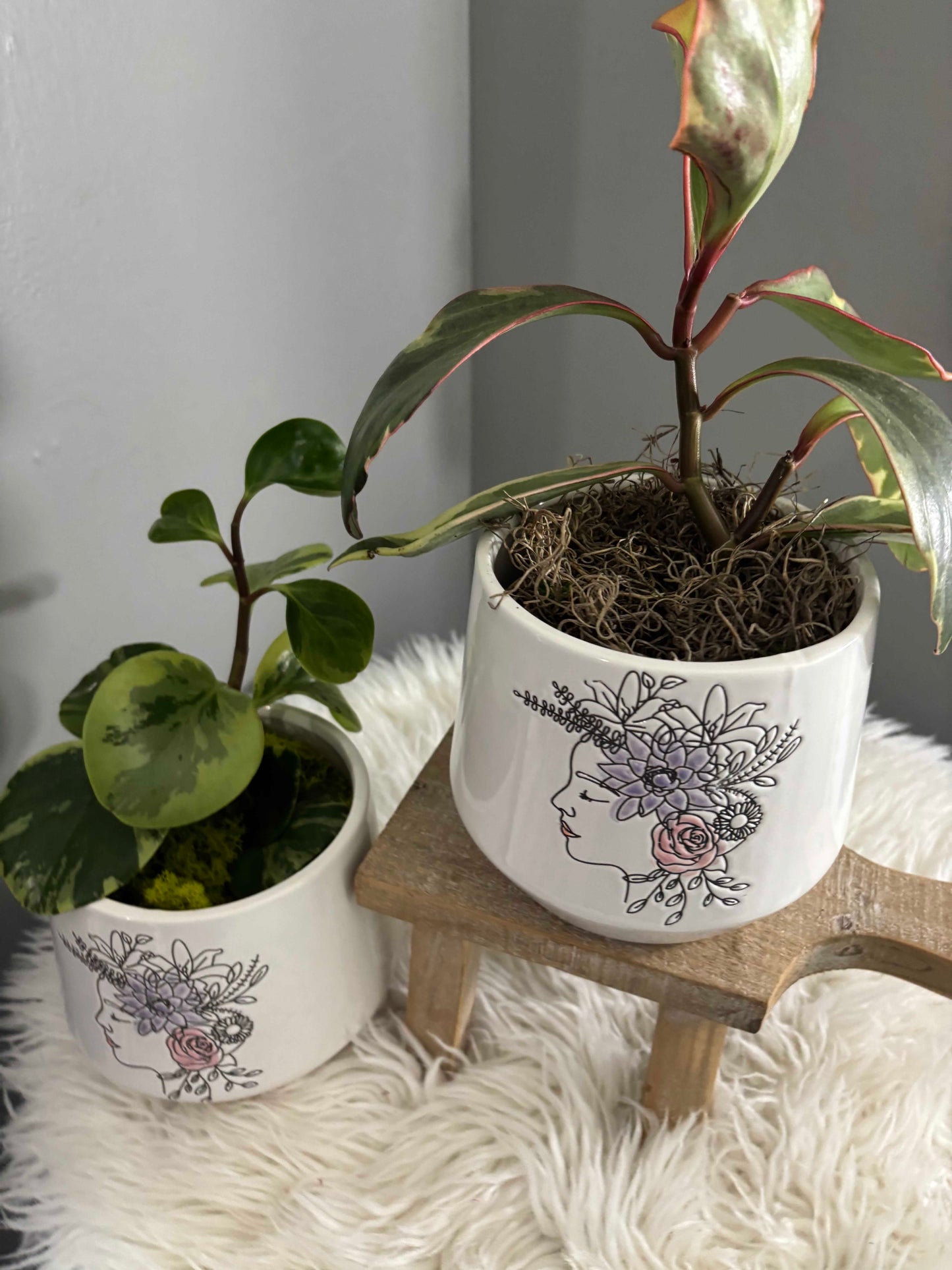 Peperomia in Flower Head Planter