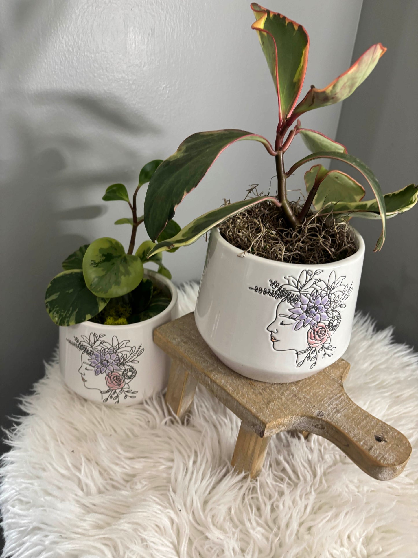 Peperomia in Flower Head Planter