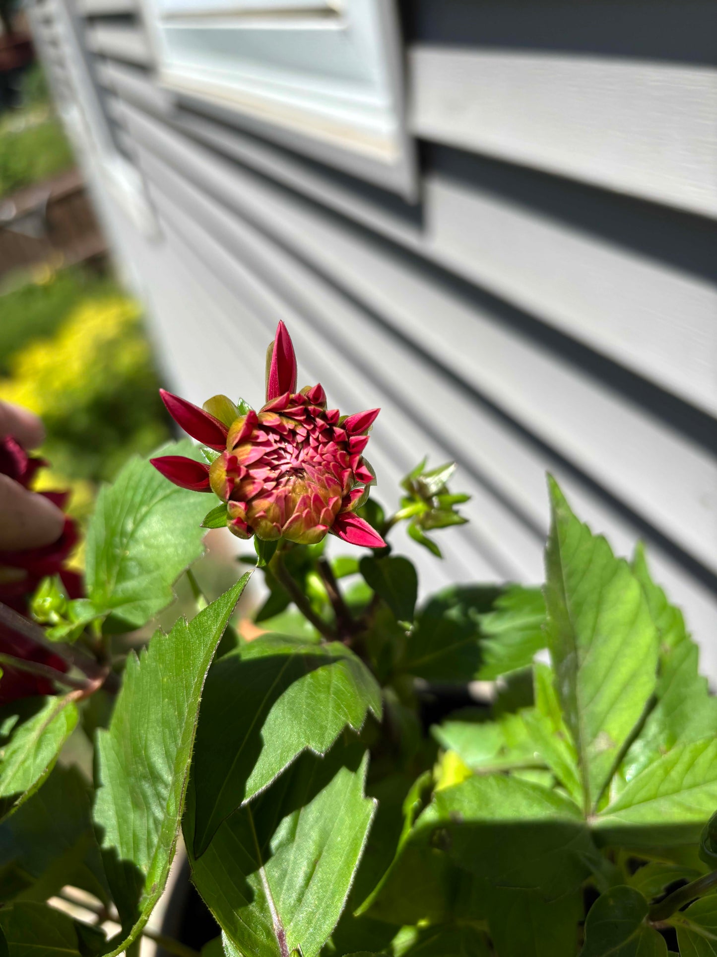 Patio Potted Dahlia Red
