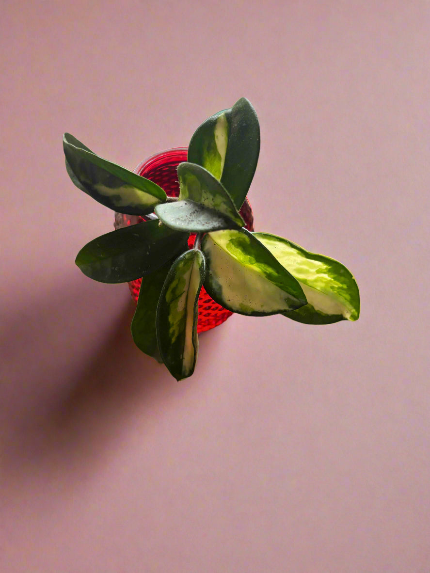Red Tinted Glass Vase (4.5 in tall 2 in wide) with Hoya Carnosa Variegated Cutting
