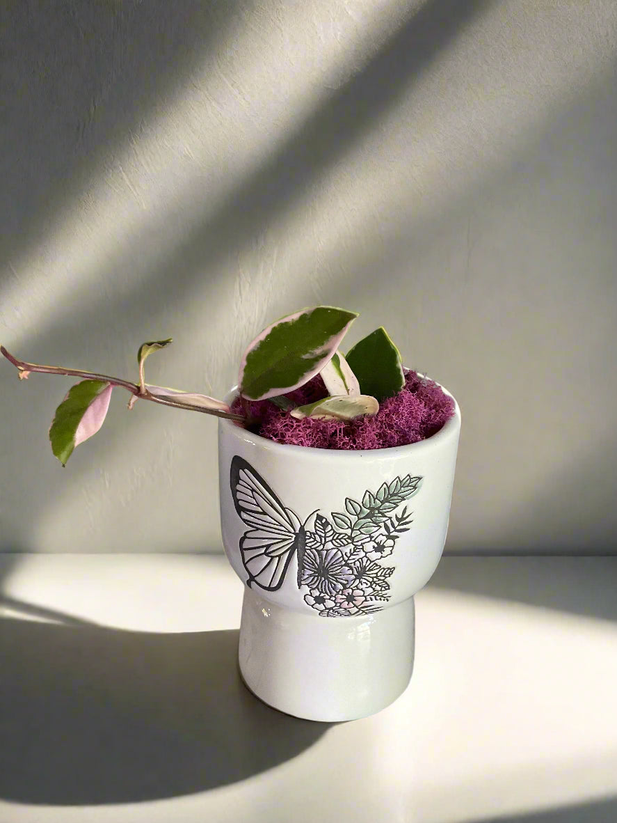 Hoya Carnosa in Butterfly Pedestal Planter