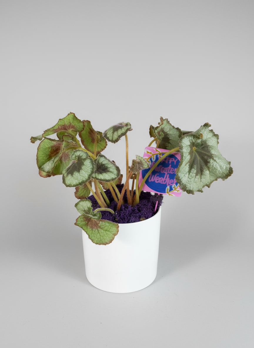 Escargot Begonia in White Cylinder Ceramic Pot