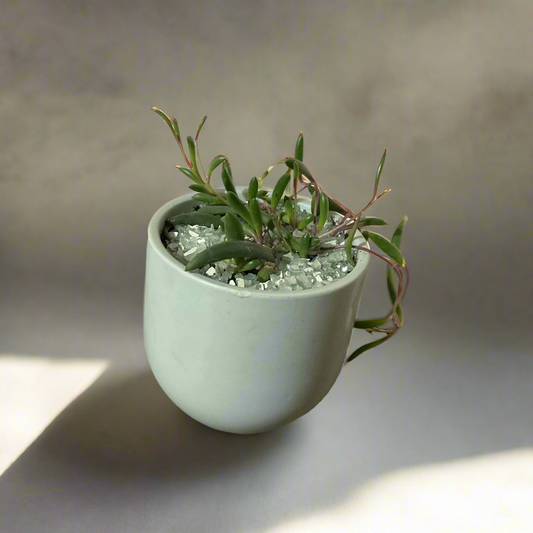 String of Ruby Necklace