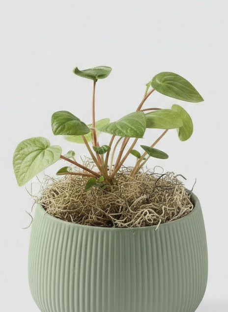 Peperomia 'Rana Verde"