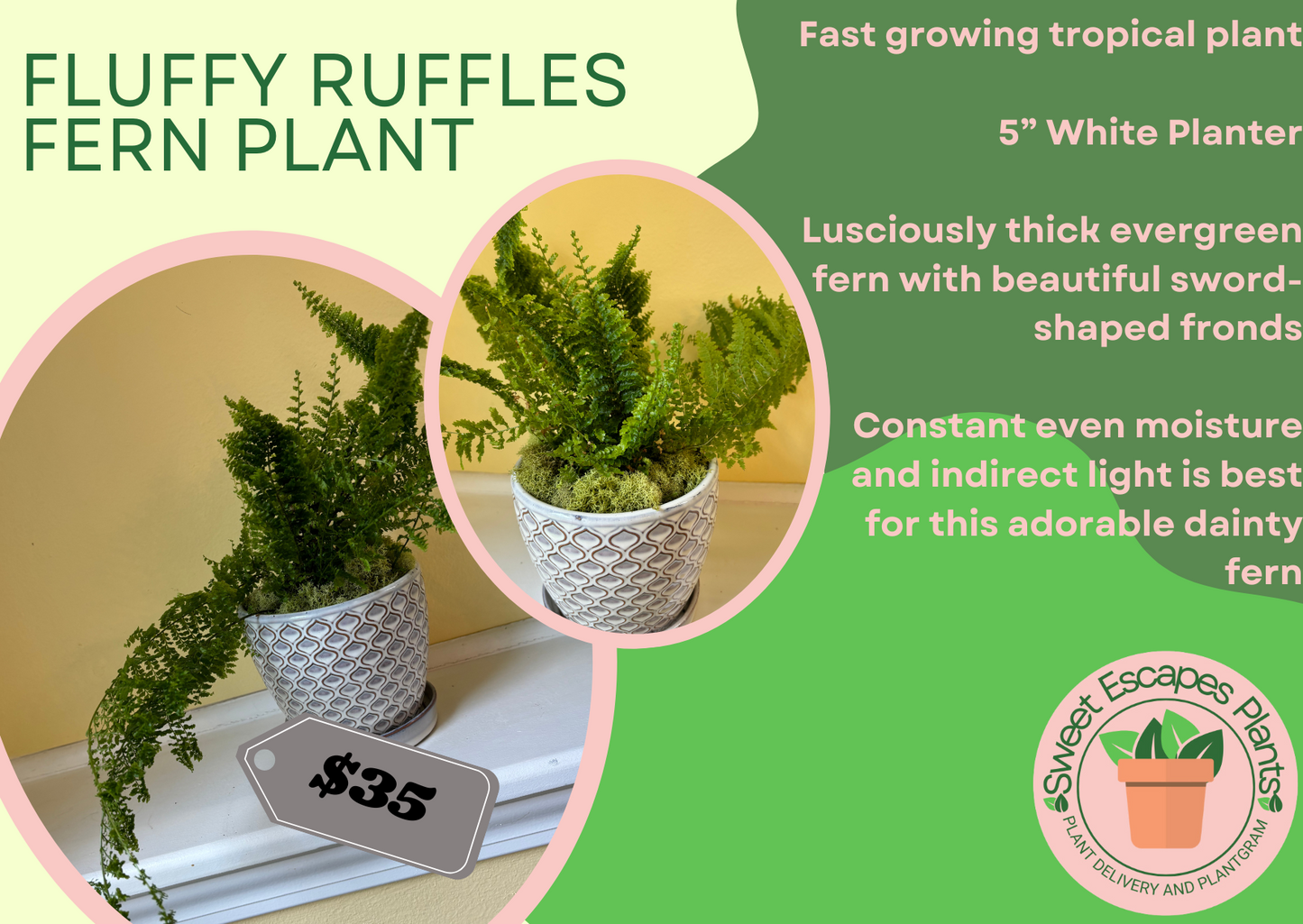 Fluffy Ruffles Fern Plant