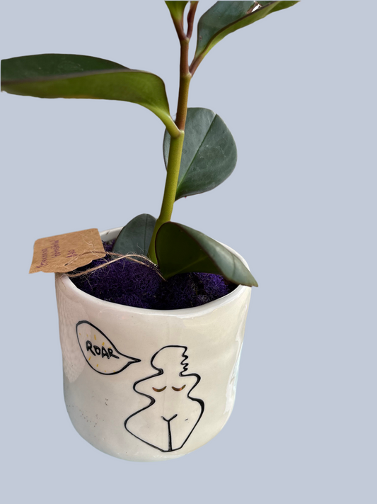 Peperomia ‘Obtusifolia’ or Peperomia Red Edge
