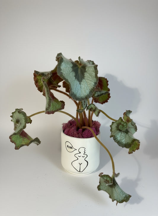 Escargot Begonia in Ceramic Hear Me Roar pot