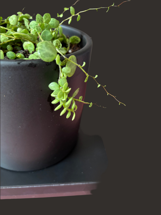 String of Turtles