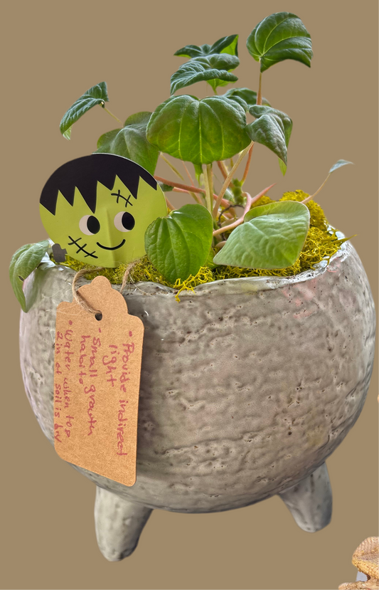 Peperomia ‘Rana Verde’