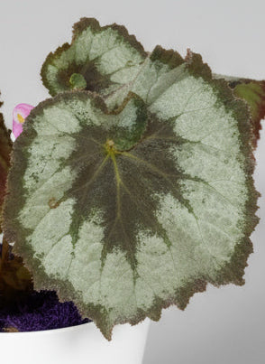 Escargot Begonia in White Cylinder Ceramic Pot
