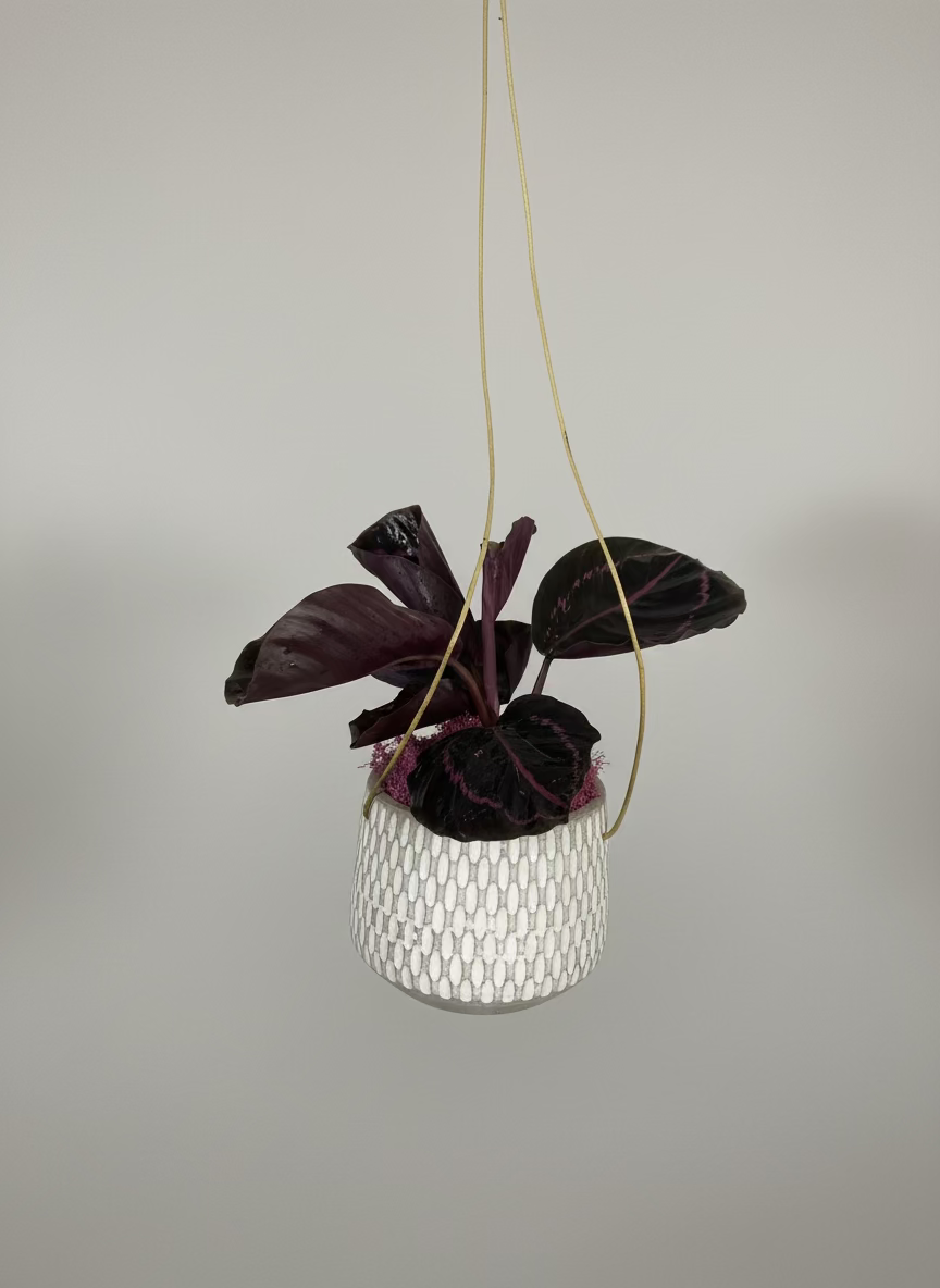 Calathea 'Dottie' in Hanging Pot