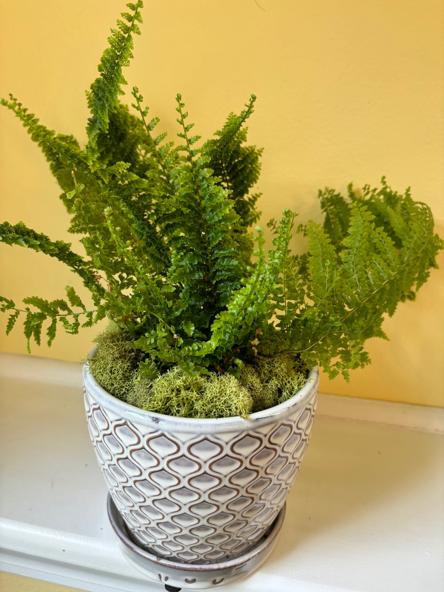 Fluffy Ruffles Fern Plant