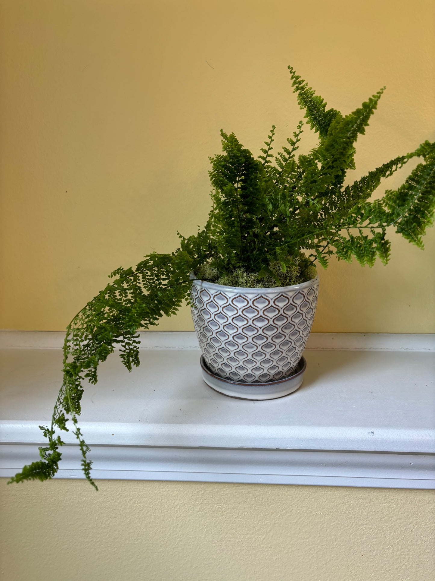 Fluffy Ruffles Fern Plant