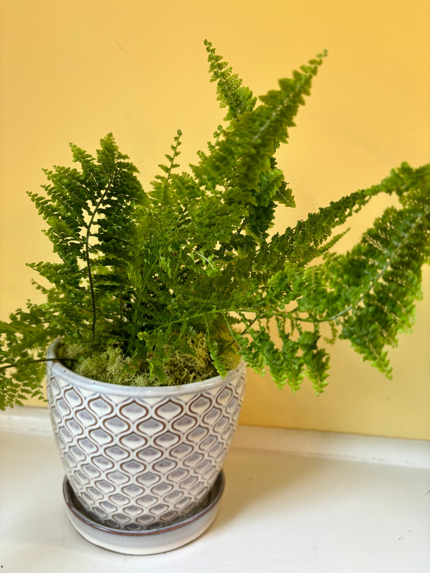 Fluffy Ruffles Fern Plant