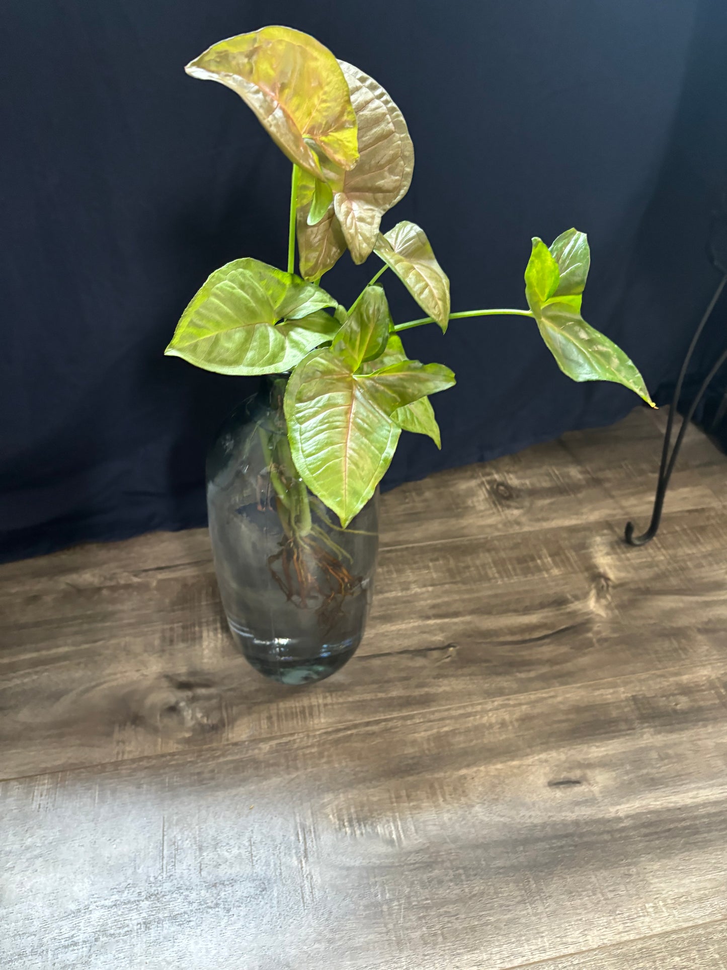 Arrowhead Plant in Water Propagation Vase