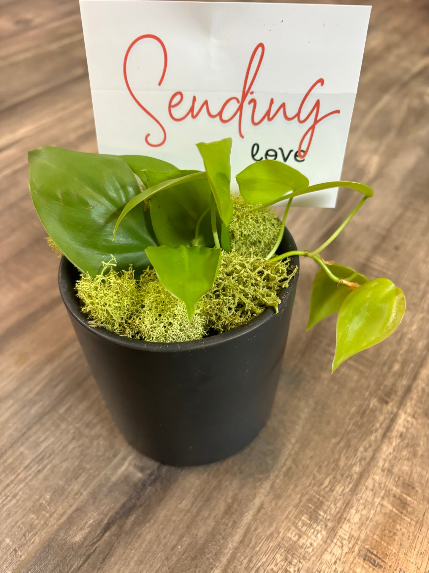 Lemon Lime Philodendron in Black Ceramic Pot