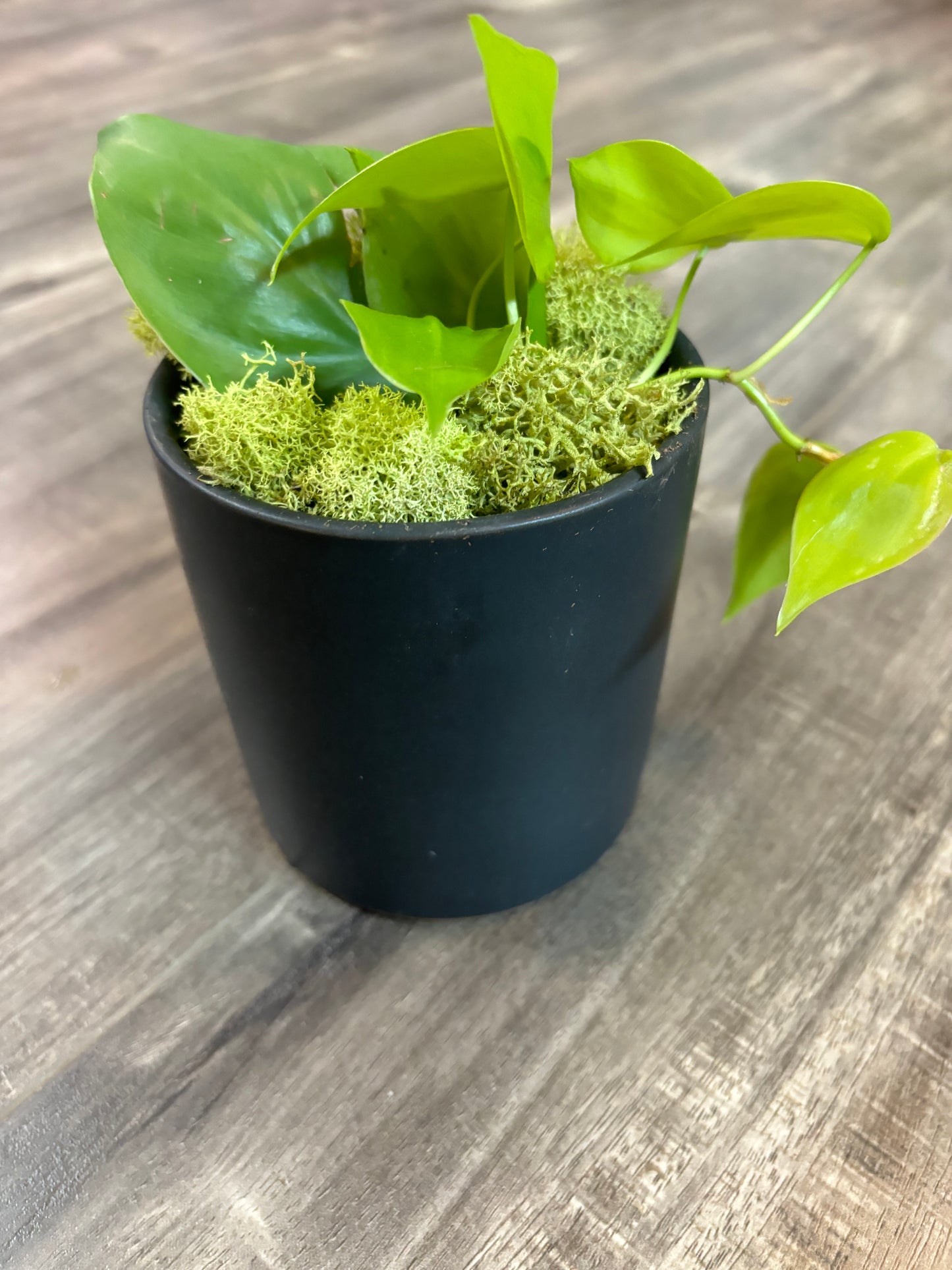 Lemon Lime Philodendron in Black Ceramic Pot